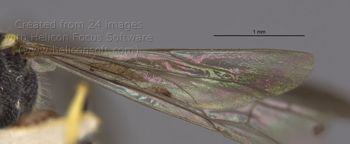 Media type: image;   Entomology 23539 Aspect: Wing hind
